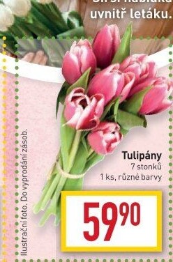 Řezané tulipány