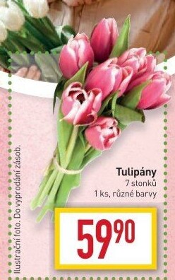 Řezané tulipány