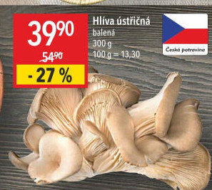 Hlíva ústřičná