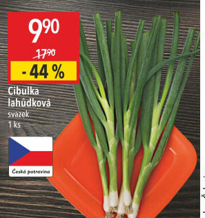 Jarní cibule svazek