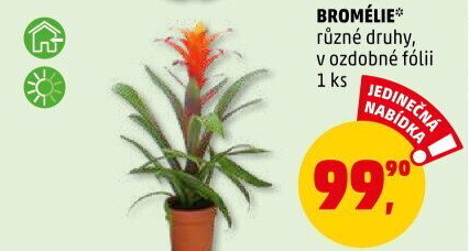 Bromelia