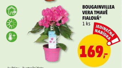 Bugenvilea - Bougainvillea