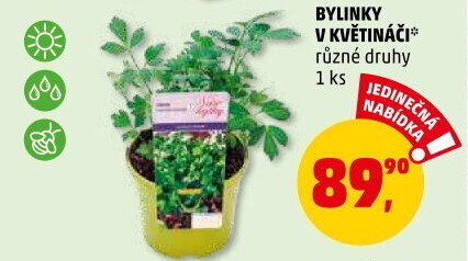 Bylinky v květináči