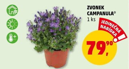 Campanula - Zvonek