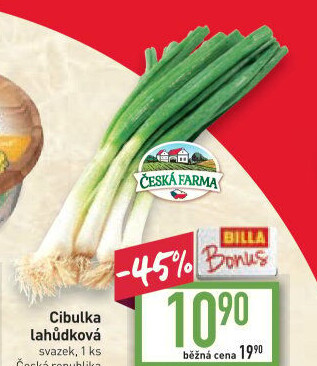 Jarní cibule svazek Česká farma