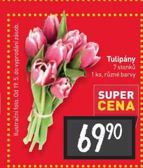 Řezané tulipány