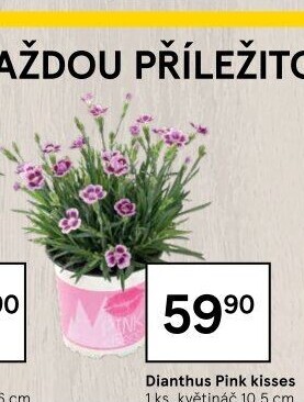 Dianthus - Hvozdík