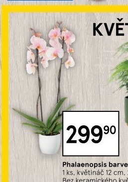 Orchidej