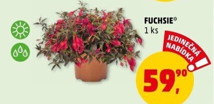 Fuchsie