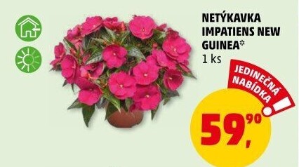 Netýkavka - Impatiens