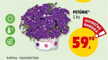 Surfinia - Petunie