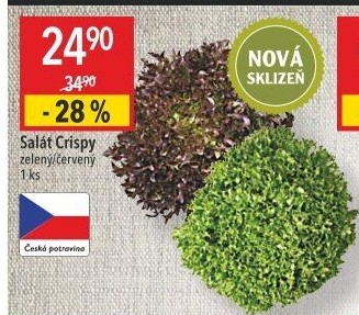 Salát listový Crispy