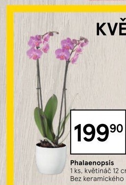 Orchidej