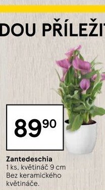 Zantedeschia - Kornoutovka