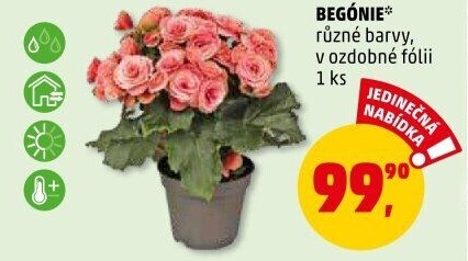 Begónie