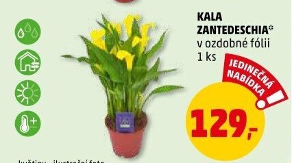 Kala - Calla