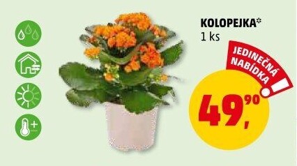 Kalanchoe - Kolopejka