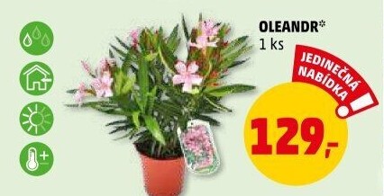 Oleandr
