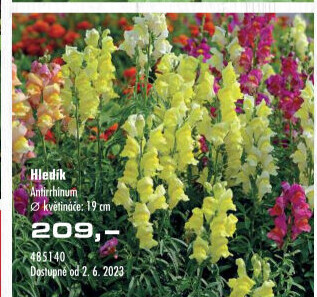Hledík- Antirrhinum