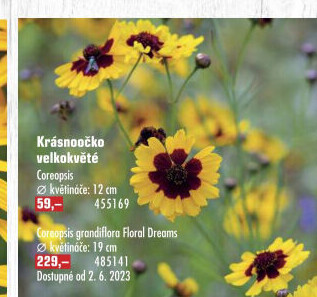 Krásnoočko - Coreopsis