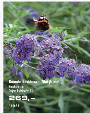 Motýlí keře - Buddleja davidii