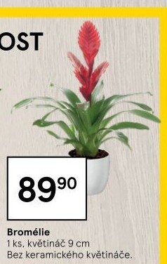 Bromelia