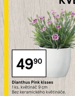 Dianthus - Hvozdík