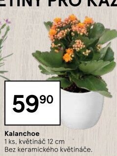 Kalanchoe - Kolopejka