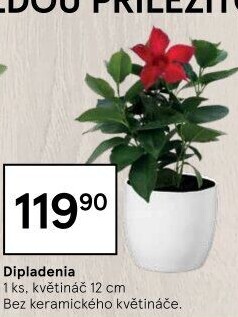 Mandevilla sundaville (Dipladenia) – Mandevila