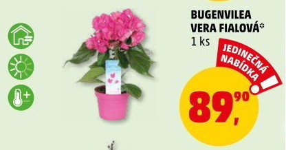 Bugenvilea - Bougainvillea