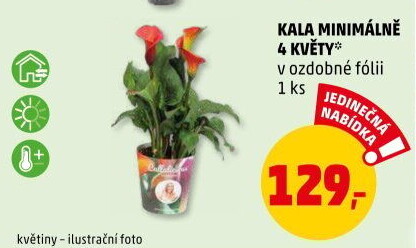 Kala - Calla