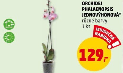 Orchidej