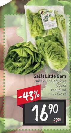 Salát little gem Česká farma