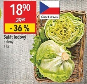 Salát ledový