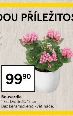Bouvardia