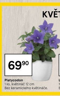 Platycodon