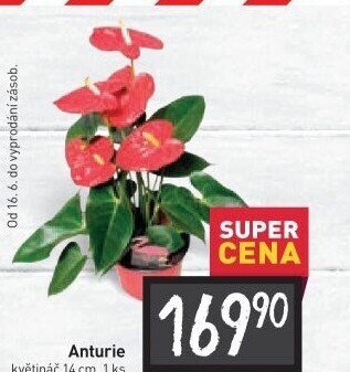 Anturie