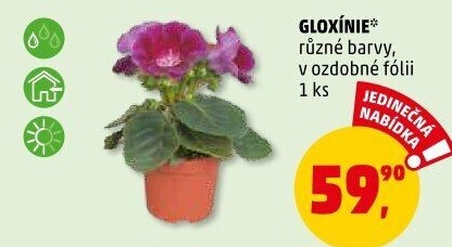 Gloxinie