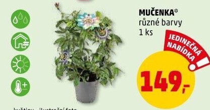 Mučenka - Passiflora