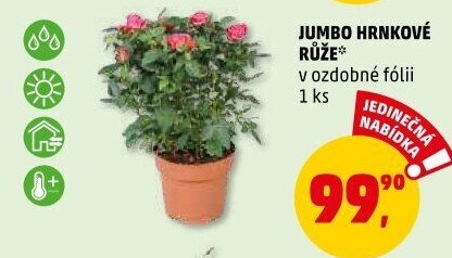 Růže