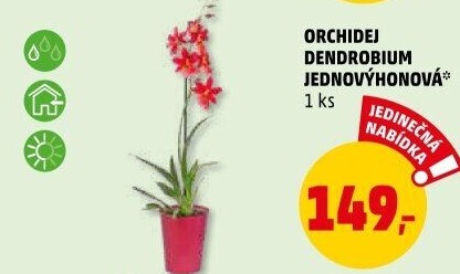 Stromobytec - Dendrobium nobile