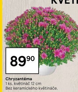 Chrysanthemum - Chryzantéma