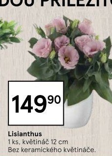 Eustoma - Jícnovka - Lisianthus