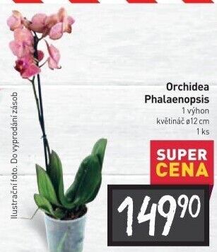 Orchidej