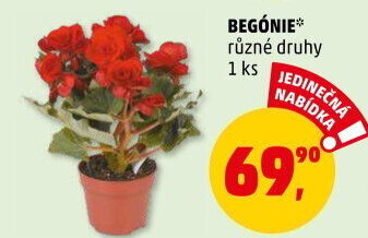 Begónie
