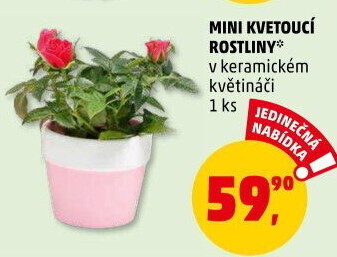 Mix kvetoucích rostlin