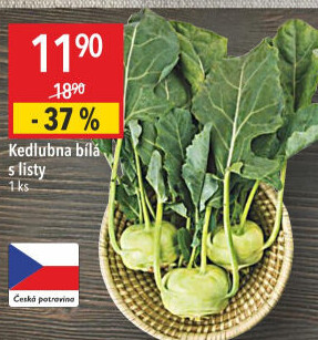 Kedlubna bílá