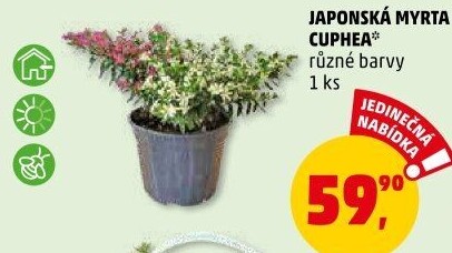 Japonská myrta - Cuphea hyssopifolia