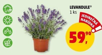 Levandule