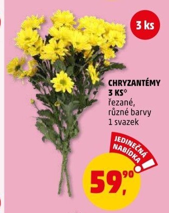 Řezané Chryzantémy